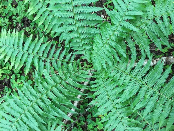 Um close-up de uma planta. Folhas de samambaia florestal . — Fotografia de Stock