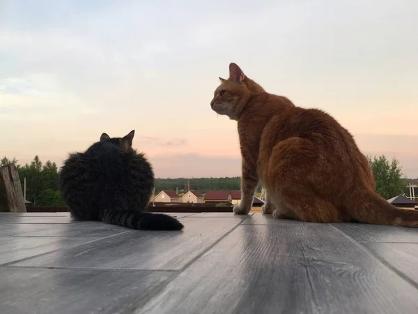 Dois gatos estão sentados na borda da varanda contra o pôr do sol . — Fotografia de Stock