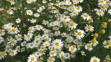 Pek çok papatya rüzgarda savruluyor.