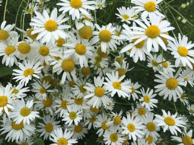 Birçok çayır papatyası yukarıdan yakından çekilir..