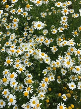 Birçok çayır papatyası yukarıdan yakından çekilir..