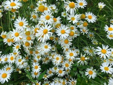 Birçok çayır papatyası yukarıdan yakından çekilir..