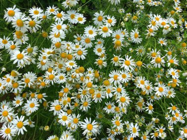 Birçok çayır papatyası yukarıdan yakından çekilir..