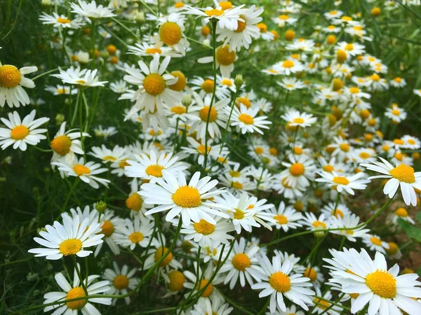Many meadow daisies are close-up photographed from above. — Stock Photo, Image