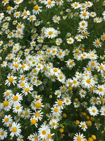 Birçok çayır papatyası yukarıdan yakından çekilir..