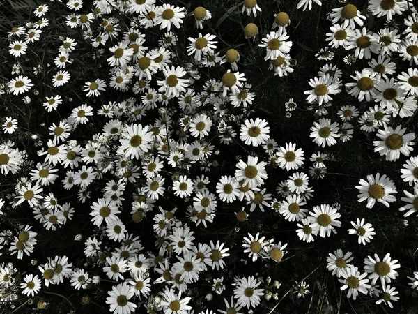 Many meadow daisies are close-up photographed from above.