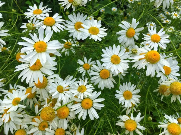Many meadow daisies are close-up photographed from above.