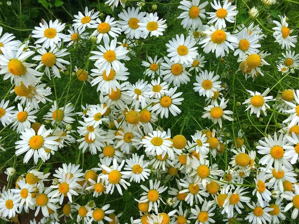 Birçok çayır papatyası yukarıdan yakından çekilir..