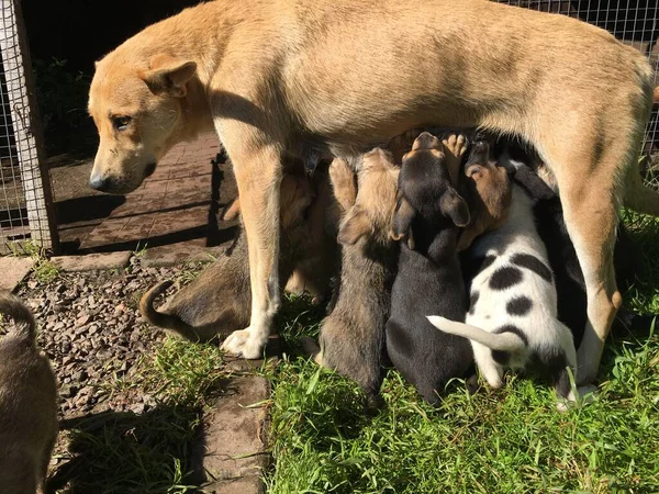 Hongerige dakloze puppies gezogen op de hond. — Stockfoto