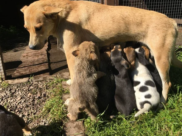 Un perro callejero alimenta a sus cachorros hambrientos. —  Fotos de Stock