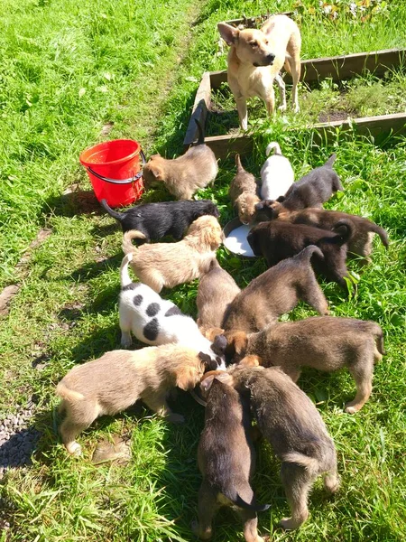 Nourrir les chiots autour du bol — Photo