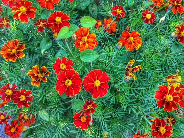 Fondo brillante del verano de muchas flores de caléndula roja — Foto de Stock
