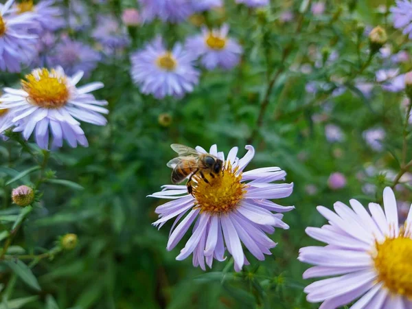 Bijen verzamelen nectar op een lila bloem — Stockfoto