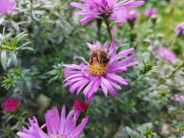 L'ape raccoglie il nettare su un fiore lilla — Foto Stock