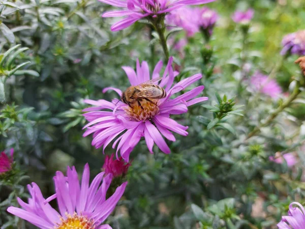 紫色の花の終わり — ストック写真