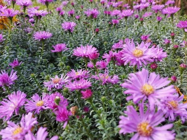 Een voorgrond van een purpere bloem — Stockfoto