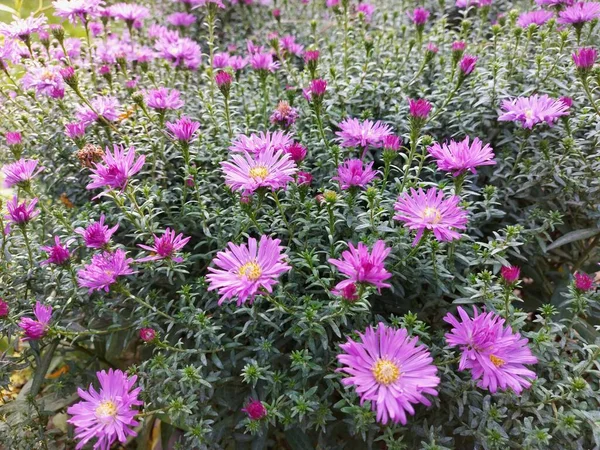 草地上的许多小紫丁香花 — 图库照片