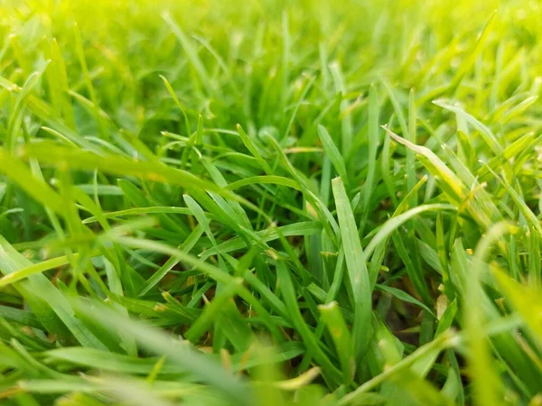 Soczysta zielona trawa widok z bliska. Naturalne podłoże ziołowe. — Zdjęcie stockowe