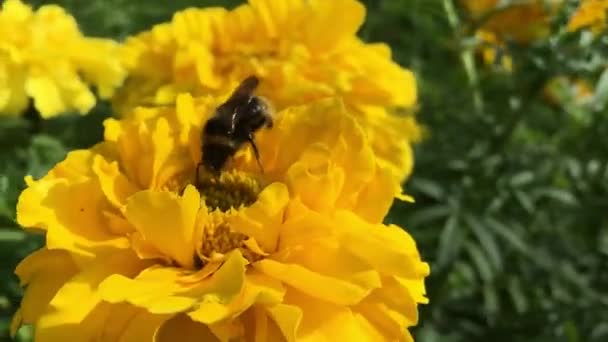 Včela sbírá nektar na žluté květy. — Stock video