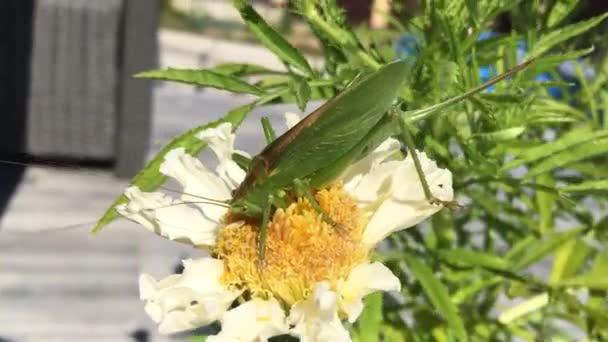 La langosta verde se sienta en una flor blanca — Vídeos de Stock