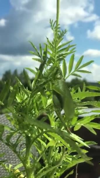 De groene sprinkhaan zit op een bloem — Stockvideo