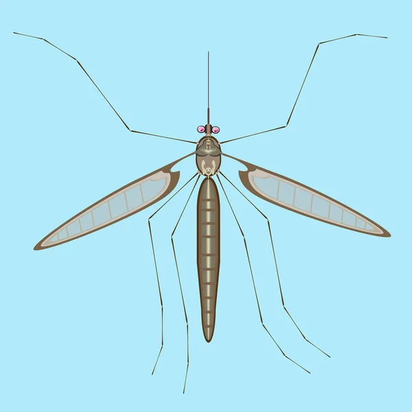 蚊子是吸血昆虫令人讨厌的寄生虫病媒图解 — 图库矢量图片