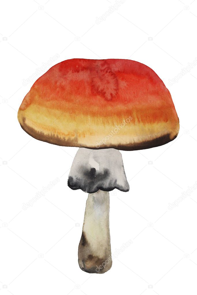 Forest mushroom hand drawn watercolor painting on white background.