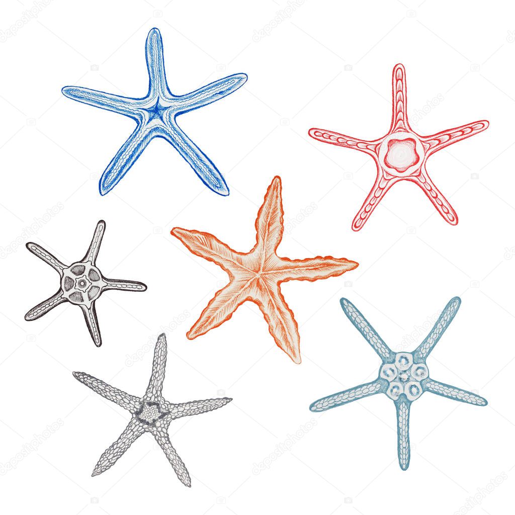 Set of starfish 6 item hand drawn with pastel on a white background.