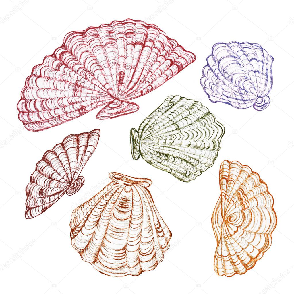 Seashells sketches collection hand drawn with pastel isolated on a white background.