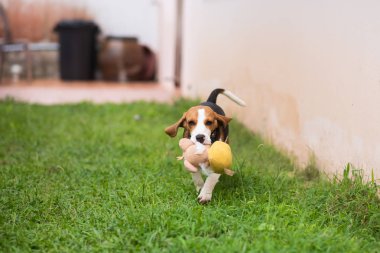 Şirin beagle köpek çim katta çalışan