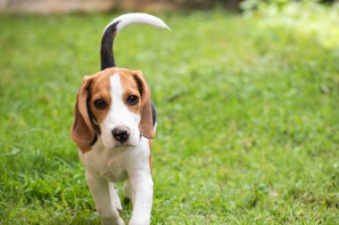Şirin beagle köpek çim üzerinde çalışan