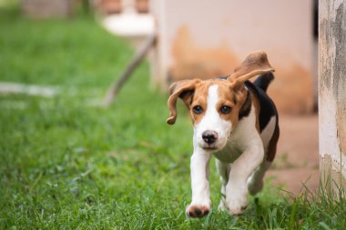 Şirin beagle köpek çim üzerinde çalışan