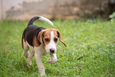 Şirin beagle köpek çim üzerinde çalışan