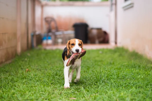 Bonito Cão Beagle Correndo Chão Grama — Fotografia de Stock