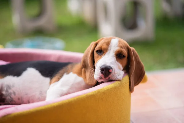 şirin beagle onun yatağında Uykulu
