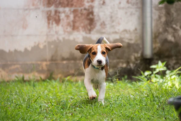 Şirin beagle köpek çim üzerinde çalışan