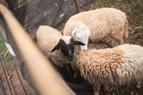 Gros Plan Des Moutons Dans Cage — Photo
