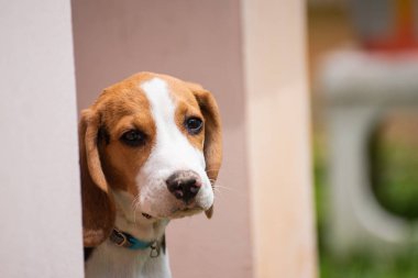 Baş yavru beagle, hayvan evde beslenen hayvan kavramı yakın çekim