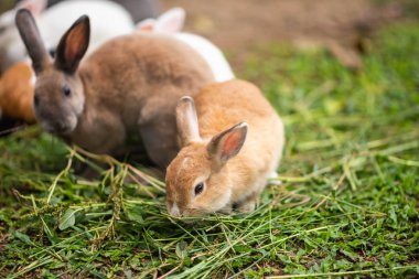 tavşan kafes yakın çekim
