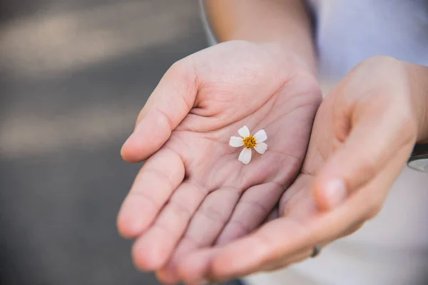 女孩手捧甘菊花 — 图库照片