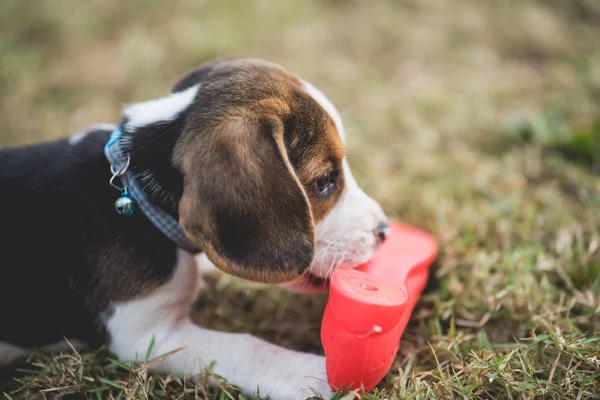 Filhote Cachorro Beagle Morder Sapato Campo Verde — Fotografia de Stock