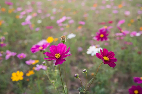 Cosmos Flores Campo Puesta Sol Por Noche — Foto de Stock