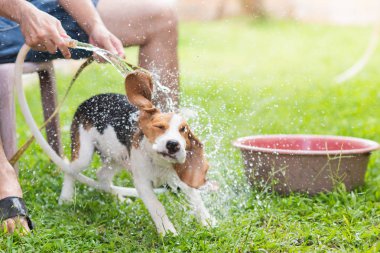 Şirin köpek yavrusu beagle duş alıyor