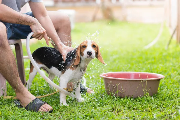 Lindo Perrito Beagle Tomando Una Ducha — Foto de Stock