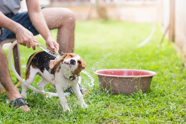 Lindo Perrito Beagle Tomando Una Ducha — Foto de Stock