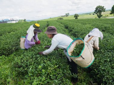 2017 6 Ekim, yeşil çay toplama işçisi chiang rai, Tayland yeşil çay çiftlikte bırakır