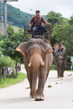 2013 Eylül 28 turist binmek bir fil, chiang rai, Tayland