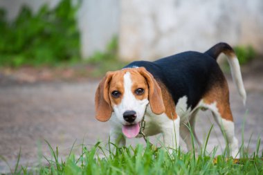 Sevimli genç Beagle alanında oynamaya yakın çekim