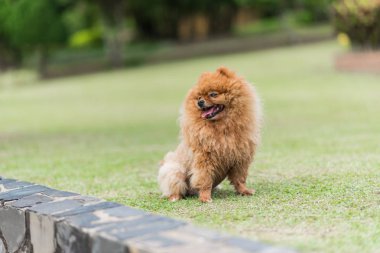küçük portakal pomeranian köpek ayakta çimenlerin üzerinde