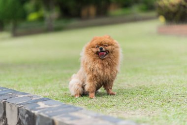 küçük portakal pomeranian köpek ayakta çimenlerin üzerinde